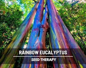 Rainbow Eucalyptus Tree Seeds – Heirloom Colorful Bark, Ornamental Landscape (100 Seeds)