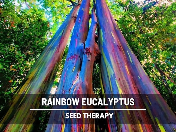 Rainbow Eucalyptus Tree Seeds – Heirloom Colorful Bark, Ornamental Landscape (100 Seeds)