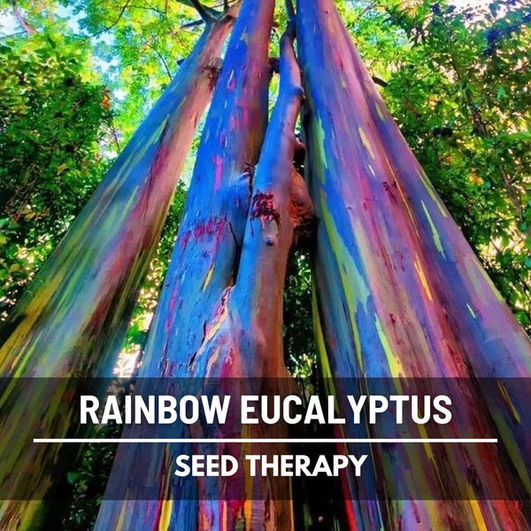 Rainbow Eucalyptus Tree Seeds – Heirloom Colorful Bark, Ornamental Landscape (100 Seeds)