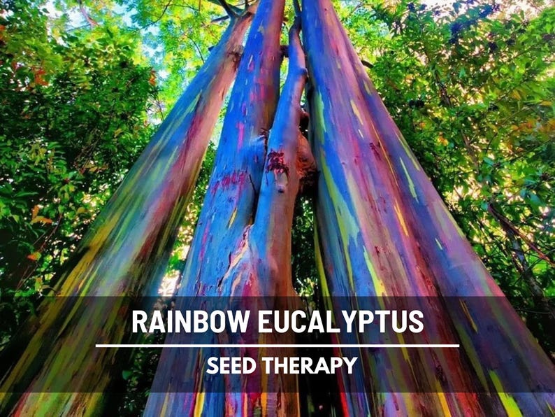 Rainbow Eucalyptus Tree Seeds – Heirloom Colorful Bark, Ornamental Landscape (100 Seeds) image 1