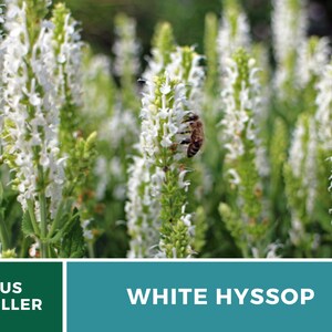Hyssop, White Albus 50 Seeds Heirloom Herb Delicate White Flowers Hyssopus officinalis image 2