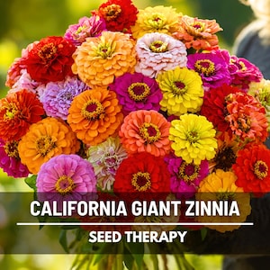 California Giant Zinnia Seeds - Heirloom, Large Cut Flower Variety (100 Seeds)