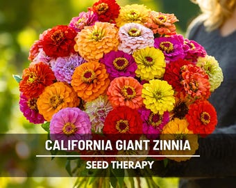 California Giant Zinnia Seeds - Heirloom, Large Cut Flower Variety (100 Seeds)