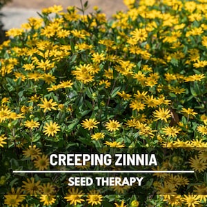 Creeping Zinnia Seeds – Heirloom Flower, Low-Growing and Spreading, Daisy-Like Yellow and Orange Blooms, Easy to Grow | 100 Seeds