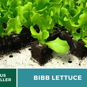 Summer Bibb Lettuce Seeds, Heat Tolerant Butterhead, Slow Bolting for Warm Weather, Heirloom, 500 Seeds image 6