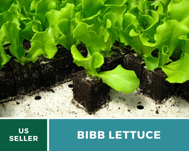 Summer Bibb Lettuce Seeds, Heat Tolerant Butterhead, Slow Bolting for Warm Weather, Heirloom, 500 Seeds image 6