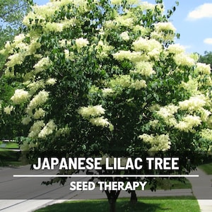 Japanese Lilac Seeds – Heirloom Tree, Fragrant and Beautiful Early Spring Blooms, Classic Ornamental | 30 Seeds