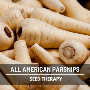 All American Parsnips piled after harvest, creamy white skin, sweet flavor, perfect for winter storage.