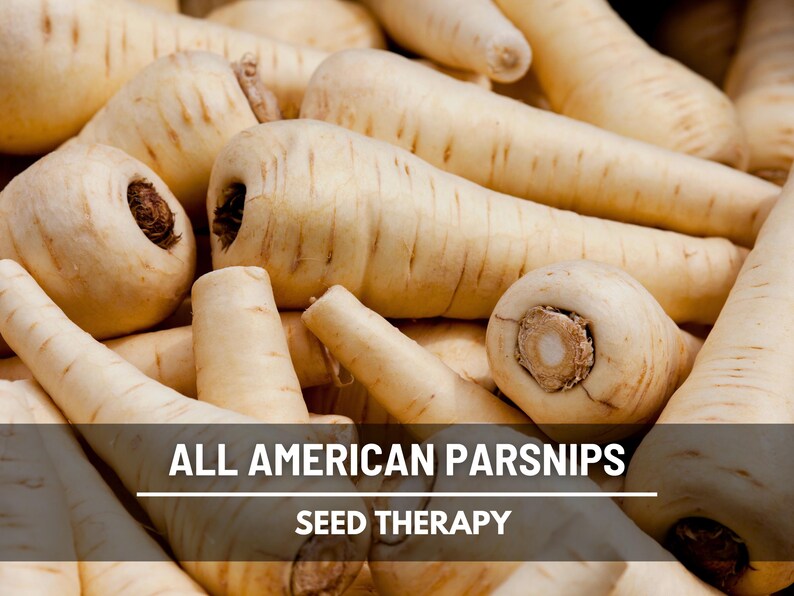 All American Parsnips piled after harvest, creamy white skin, sweet flavor, perfect for winter storage.