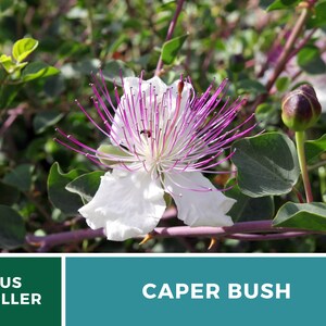 Capers Caper Bush 10 Seeds Heirloom Herb Culinary Delicacy Capparis spinosa image 9