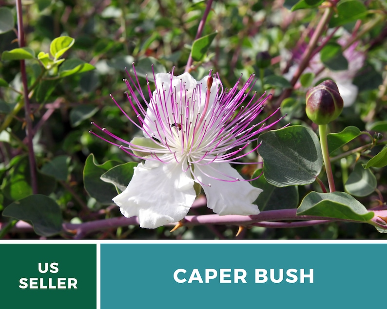 Capers Caper Bush 10 Seeds Heirloom Herb Culinary Delicacy Capparis spinosa image 9