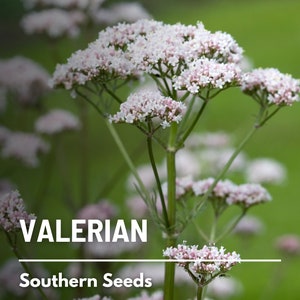 Valerian 50 Seeds Heirloom Herb, Medicinal Herb, Pinkish-White Flowers, Non-GMO Valeriana officinalis image 1