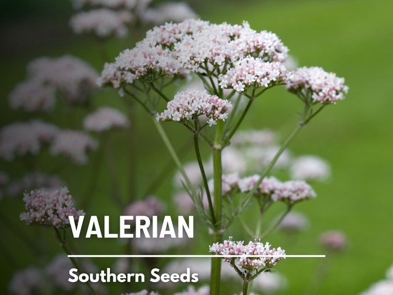 Valerian 50 Seeds Heirloom Herb, Medicinal Herb, Pinkish-White Flowers, Non-GMO Valeriana officinalis image 1