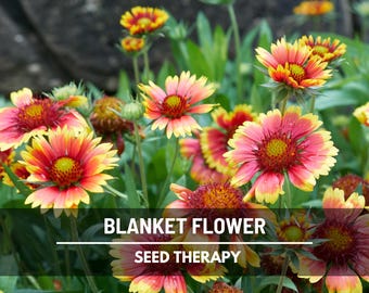 Blanket Flower Seeds – Heirloom, Vibrant Drought-Tolerant Wildflower (200 Seeds)