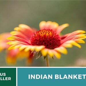 Puede incluir: Primer plano de una vibrante flor de manta india naranja y roja con p&eacute;talos amarillos. La flor est&aacute; enfocada, mientras que el fondo est&aacute; desenfocado.