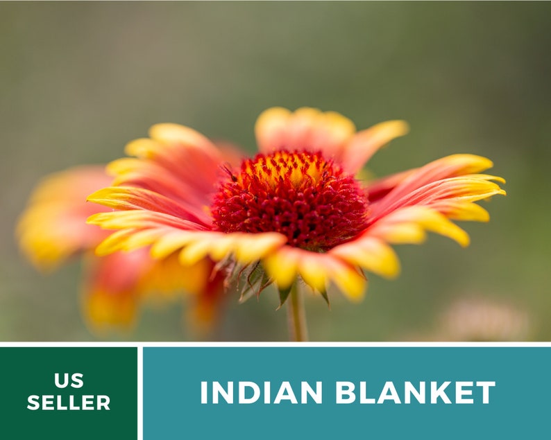 Puede incluir: Primer plano de una vibrante flor de manta india naranja y roja con p&eacute;talos amarillos. La flor est&aacute; enfocada, mientras que el fondo est&aacute; desenfocado.