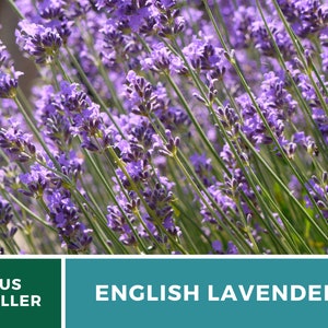 K&ouml;nnte beinhalten: Ein Feld mit bl&uuml;henden lila englischen Lavendelbl&uuml;ten. Die Bl&uuml;ten sind in voller Bl&uuml;te und die Stiele sind gr&uuml;n. Der Text "ENGLISH LAVENDER" ist in wei&szlig;en Buchstaben auf einem blaugr&uuml;nen Hintergrund dargestellt.