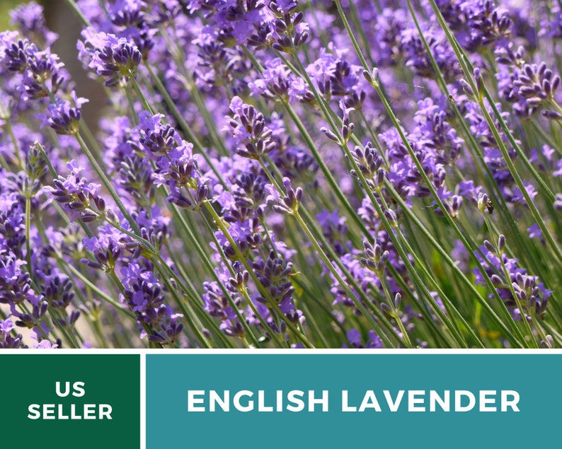 Lavender English true Lavender 100 Seeds Fragrant Herb Etsy UK