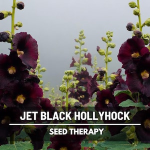 May include: Close-up of Jet Black Hollyhock flowers with deep burgundy petals and yellow centers. The image includes the text "JET BLACK HOLLYHOCK" and "SEED THERAPY" in white text on a dark background. The flowers are in full bloom.