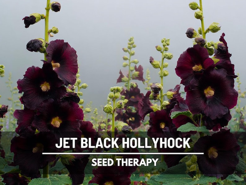 May include: Close-up of Jet Black Hollyhock flowers with deep burgundy petals and yellow centers. The image includes the text "JET BLACK HOLLYHOCK" and "SEED THERAPY" in white text on a dark background. The flowers are in full bloom.