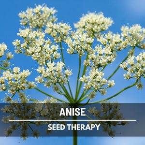 Anise Seeds – Sweet Licorice Heirloom Herb, Ideal for Baking, Teas, Wellness and Herbal Gardens | 100 Seeds