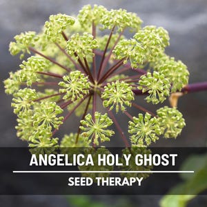 Holy Ghost Angelica plant with green umbrella-shaped flower clusters – Seed Therapy