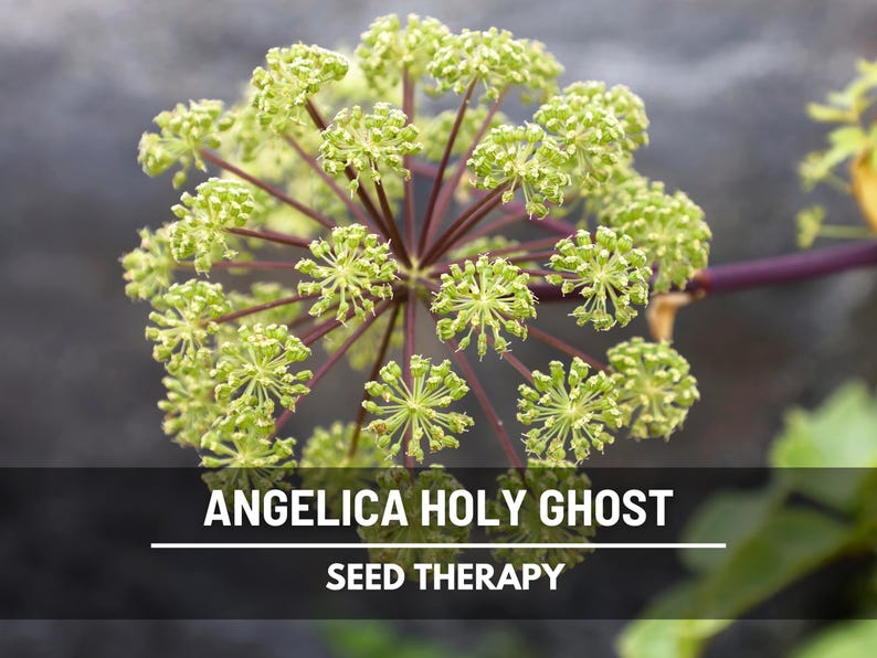 Holy Ghost Angelica plant with green umbrella-shaped flower clusters – Seed Therapy
