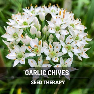 Garlic Chives (Allium tuberosum) white star-shaped flowers in full bloom, edible blossoms used in cooking - Seed Therapy