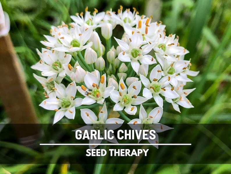 Garlic Chives (Allium tuberosum) white star-shaped flowers in full bloom, edible blossoms used in cooking - Seed Therapy