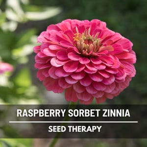 Op de afbeelding: Een close-up van een levendige frambozen sorbet zinnia bloem met gelaagde bloemblaadjes. De bloem staat in volle bloei en toont een rijke roze tint. De tekst "RASPBERRY SORBET ZINNIA" en "SEED THERAPY" wordt weergegeven.