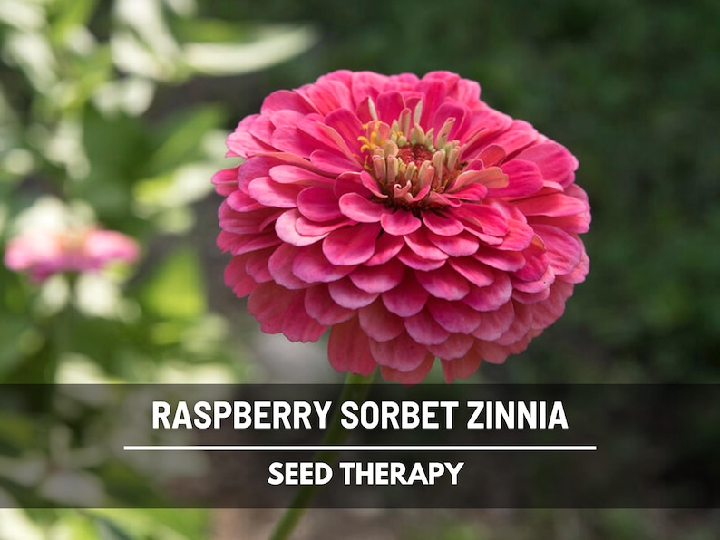 Op de afbeelding: Een close-up van een levendige frambozen sorbet zinnia bloem met gelaagde bloemblaadjes. De bloem staat in volle bloei en toont een rijke roze tint. De tekst "RASPBERRY SORBET ZINNIA" en "SEED THERAPY" wordt weergegeven.