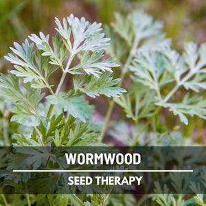 Wormwood Seeds – Heirloom Herb, Silver-Gray Foliage, Strong Aromatic Scent, Medicinal and Culinary Uses, Easy to Grow | 200 Seeds image 4