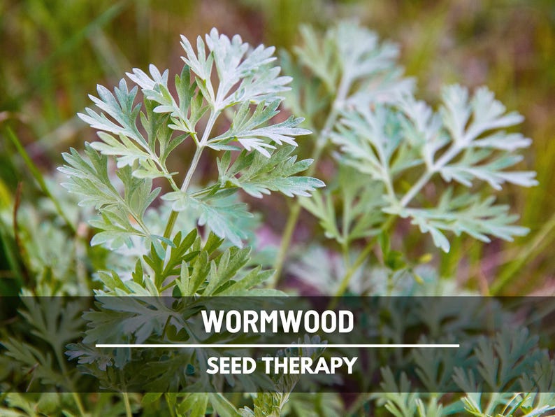 Wormwood Seeds – Heirloom Herb, Silver-Gray Foliage, Strong Aromatic Scent, Medicinal and Culinary Uses, Easy to Grow | 200 Seeds image 4