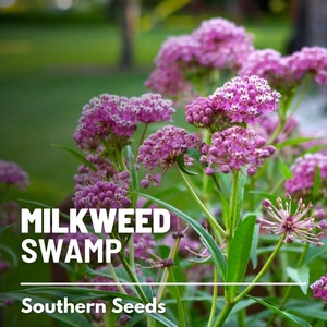 Milkweed, Swamp Pink - 50 Seeds - Heirloom Flower - Fragrant and Pink Blooms - Attracts Butterflies and Bees (Asclepias incarnata)