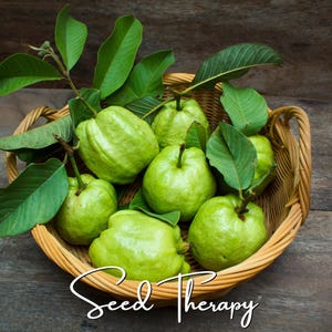 Puede incluir: Una cesta de mimbre tejida llena de varias guayabas frescas de color verde claro, cada una con piel lisa y hojas verdes adheridas. El texto "Seed Therapy" está escrito en una fuente cursiva blanca en la parte inferior de la imagen.