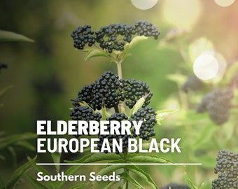 Elderberry, European Black - 50 Seeds - Heirloom Fruit - Open Pollinated - Non-GMO (Sambucus nigra)