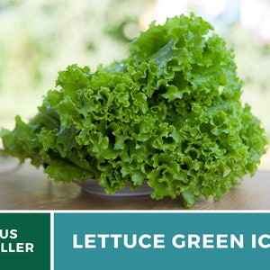 May include: A head of Green Ice lettuce with vibrant, ruffled, bright green leaves. The text US SELLER and LETTUCE GREEN ICE is printed in white on a dark green and teal background at the bottom of the image.