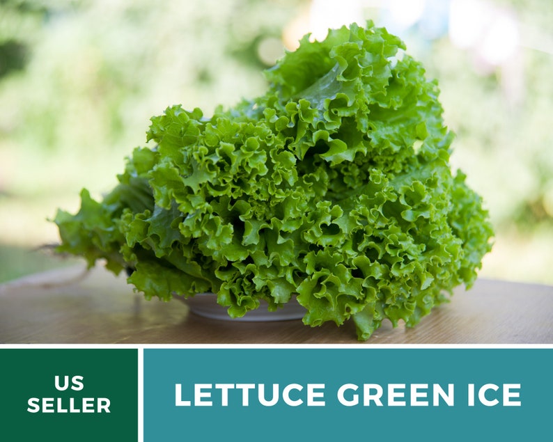 May include: A head of Green Ice lettuce with vibrant, ruffled, bright green leaves. The text US SELLER and LETTUCE GREEN ICE is printed in white on a dark green and teal background at the bottom of the image.