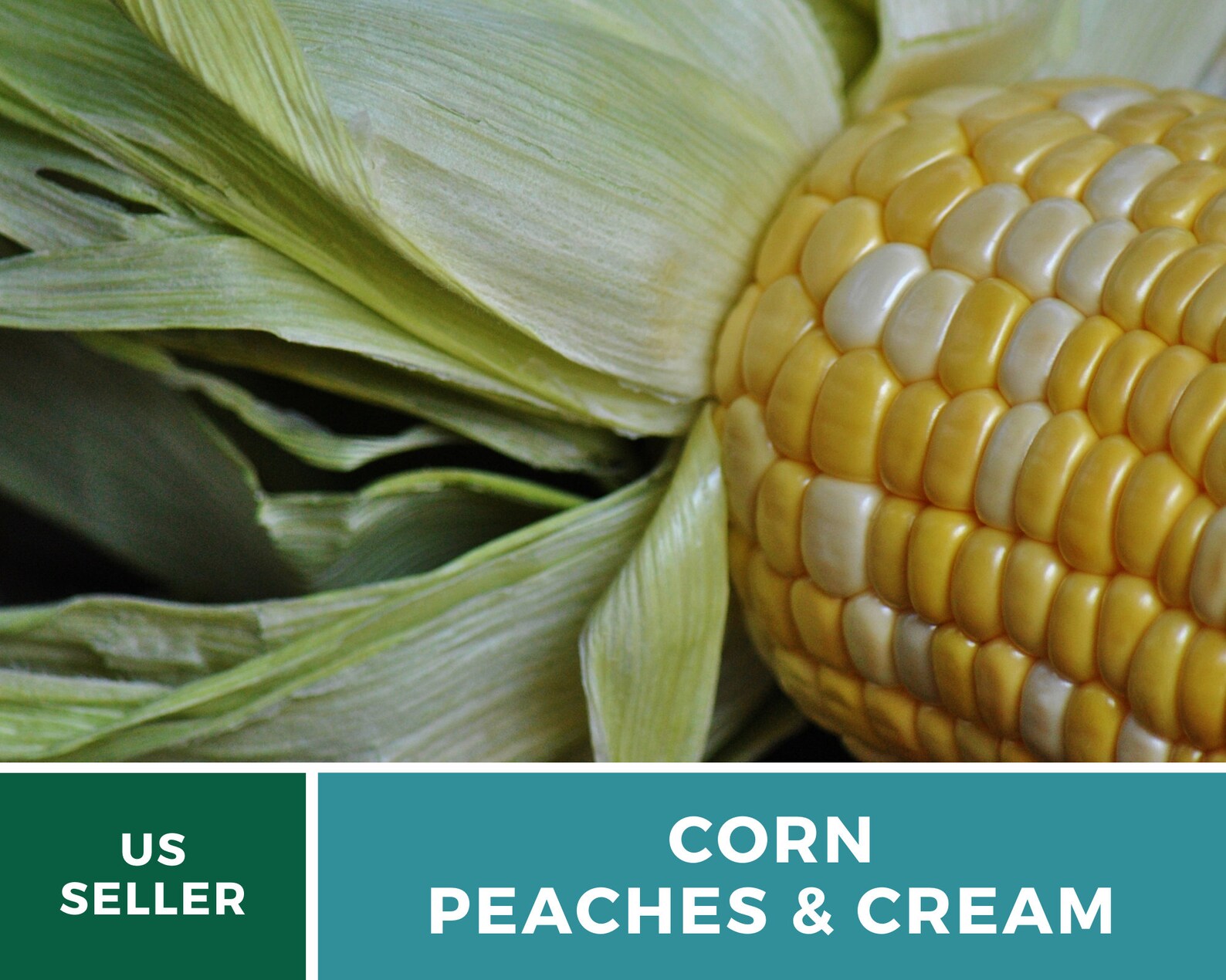 Corn Peaches & Cream 60 Seeds Grow Your Own Heirloom Etsy