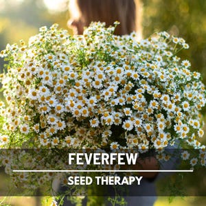 Feverfew Seeds – Heirloom Medicinal Herb, Non-GMO, Easy to Grow, Classic Pollinator & Cottage Garden Favorite | 100 Seeds image 1