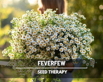 Feverfew Seeds – Heirloom Medicinal Herb, Non-GMO, Easy to Grow, Classic Pollinator & Cottage Garden Favorite | 100 Seeds