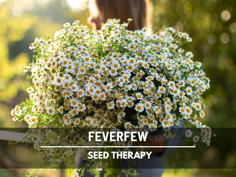 Feverfew Seeds – Heirloom Medicinal Herb, Non-GMO, Easy to Grow, Classic Pollinator & Cottage Garden Favorite | 100 Seeds image 1