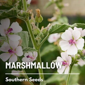 Marshmallow - 50 Seeds - Heirloom Herb - Culinary & Medicinal - Non-GMO (Althaea officinalis)