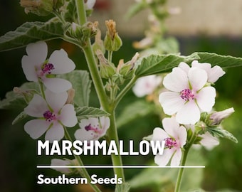 Marshmallow - 50 Seeds - Heirloom Herb - Culinary & Medicinal - Non-GMO (Althaea officinalis)