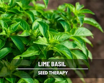 Lime Basil Seeds – Heirloom Herb, Zesty Citrus Scent, Aromatic and Perfect for Tea Gardens | 250 Seeds