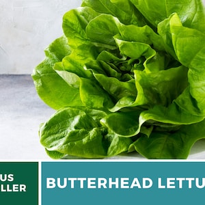 May include: A head of fresh butterhead lettuce with vibrant green, soft, rounded leaves. The bottom of the image features a teal banner with the white text US SELLER and BUTTERHEAD LETTUCE, clearly identifying the produce item shown.