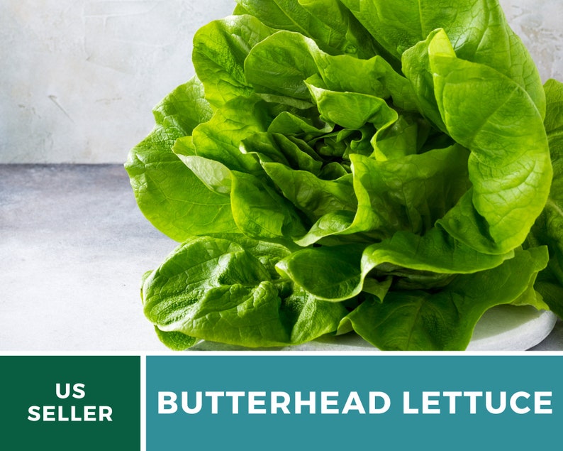 May include: A head of fresh butterhead lettuce with vibrant green, soft, rounded leaves. The bottom of the image features a teal banner with the white text US SELLER and BUTTERHEAD LETTUCE, clearly identifying the produce item shown.