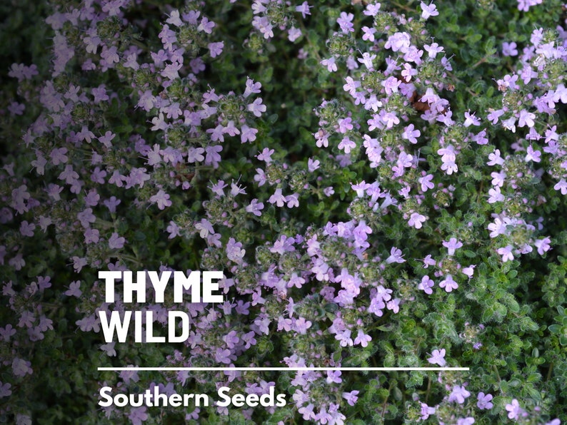 Wild Thyme Seeds