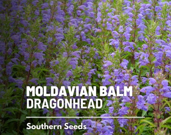 Moldavian Balm, Dragonhead - 50 Seeds - Heirloom Herb - Used in Herbal Teas (Dracocephalum moldavicum)