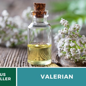 Valerian 50 Seeds Heirloom Herb, Medicinal Herb, Pinkish-White Flowers, Non-GMO Valeriana officinalis image 4